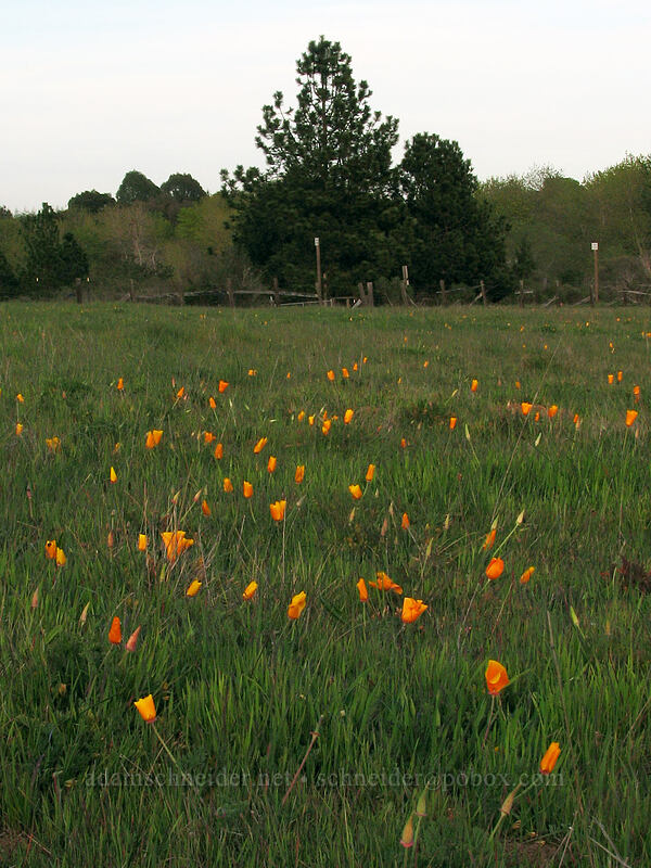 California poppies (Eschscholzia californica) [Mima Meadow, UCSC, Santa Cruz, Santa Cruz County, California]