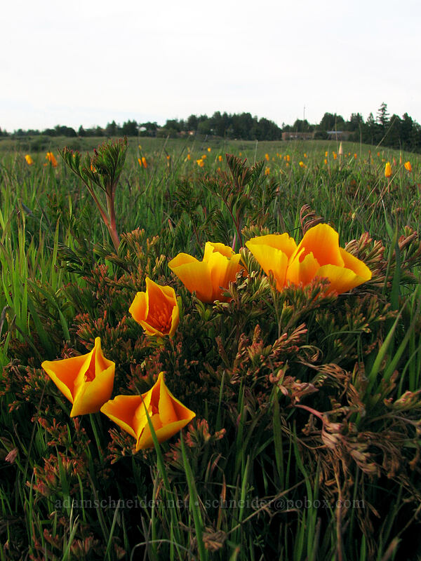 California poppies (Eschscholzia californica) [Mima Meadow, UCSC, Santa Cruz, Santa Cruz County, California]