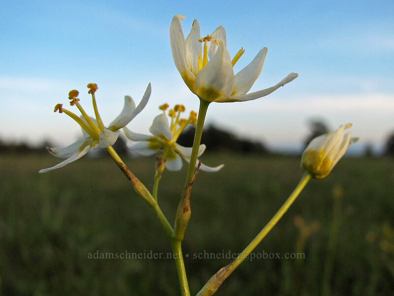 Fremont's star lily (Toxicoscordion fremontii (Zigadenus fremontii)) [Mima Meadow, UCSC, Santa Cruz, Santa Cruz County, California]