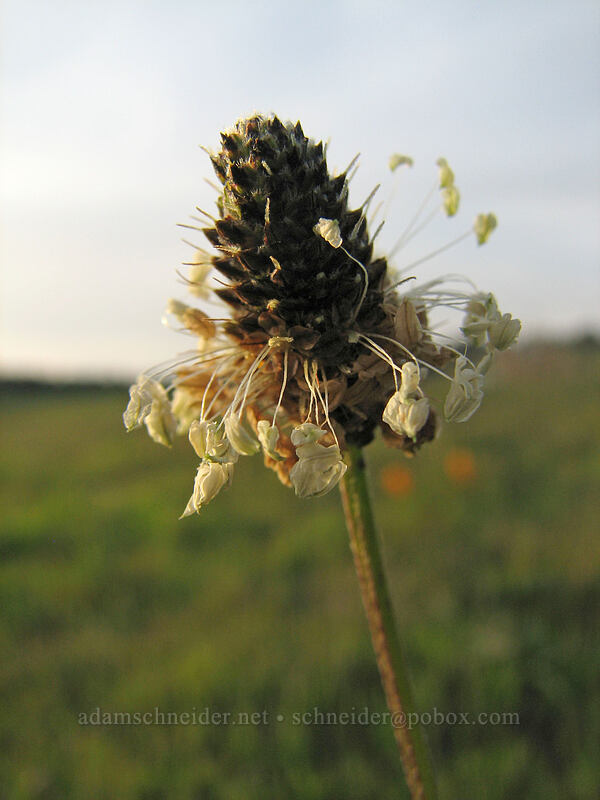 common plantain (Plantago major) [Mima Meadow, UCSC, Santa Cruz, Santa Cruz County, California]