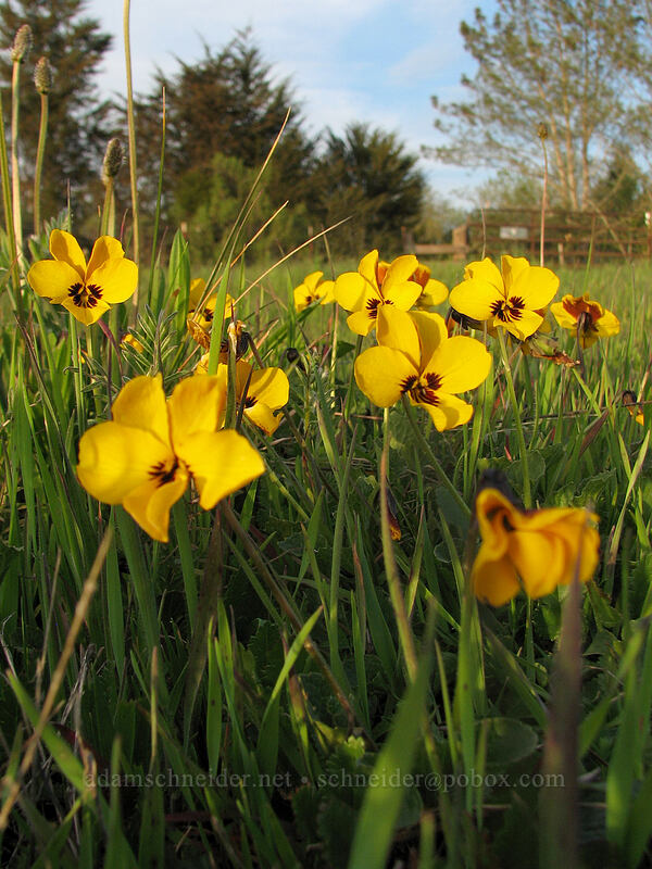 California golden violet (Viola pedunculata) [Mima Meadow, UCSC, Santa Cruz, Santa Cruz County, California]