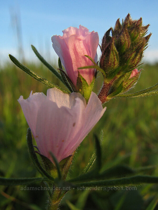 checker mallow (Sidalcea malviflora) [Mima Meadow, UCSC, Santa Cruz, Santa Cruz County, California]