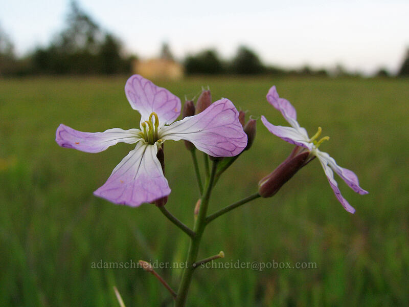 wild radish (Raphanus sativus) [Mima Meadow, UCSC, Santa Cruz, Santa Cruz County, California]