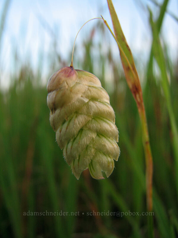 rattlesnake grass (Briza maxima) [Mima Meadow, UCSC, Santa Cruz, Santa Cruz County, California]
