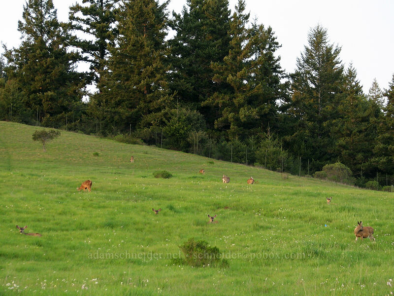 mule deer (Odocoileus hemionus) [UCSC, south of Oakes College, Santa Cruz, Santa Cruz County, California]