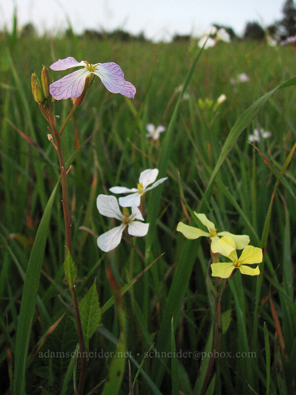 wild radish (Raphanus sativus) [UCSC, south of Oakes College, Santa Cruz, Santa Cruz County, California]
