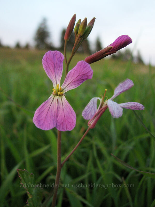 wild radish (Raphanus sativus) [UCSC, south of Oakes College, Santa Cruz, Santa Cruz County, California]