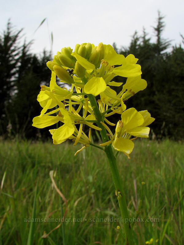 charlock mustard (Sinapis arvensis) [Lighthouse Field, Santa Cruz, Santa Cruz County, California]