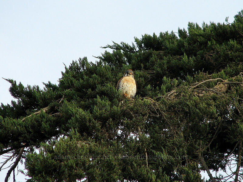 kestrel in a cypress tree (Falco sparverius) [Lighthouse Field, Santa Cruz, Santa Cruz County, California]