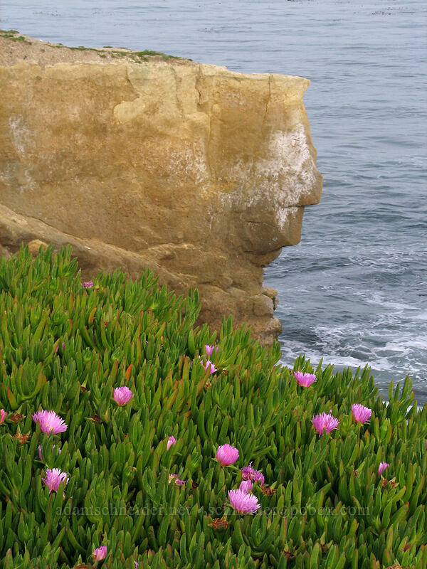 ice plant (Carpobrotus edulis) [West Cliff Drive, Santa Cruz, Santa Cruz County, California]