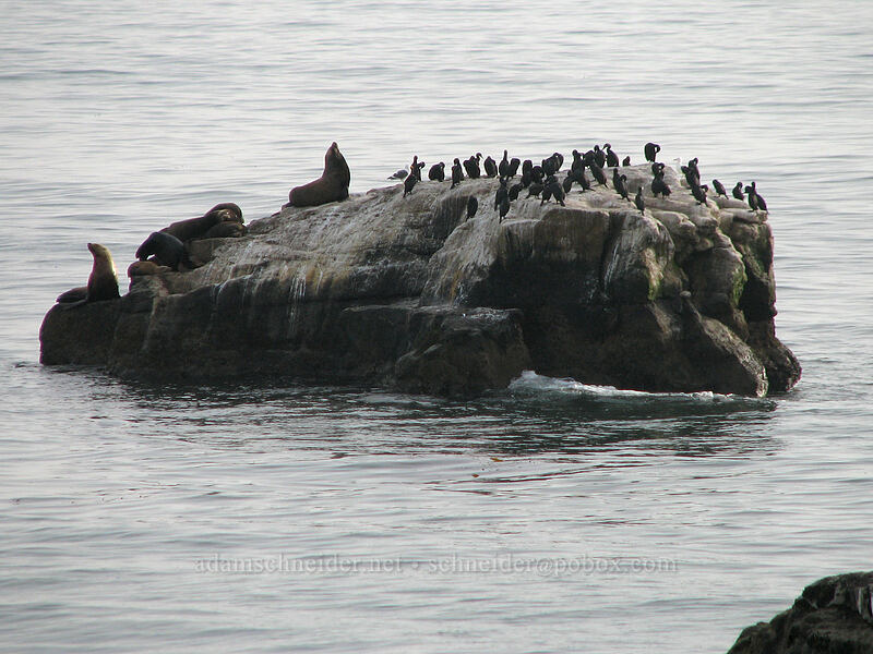 sea lions and cormorants on Seal Rock (Zalophus californianus, Phalacrocorax penicillatus) [West Cliff Drive, Santa Cruz, Santa Cruz County, California]