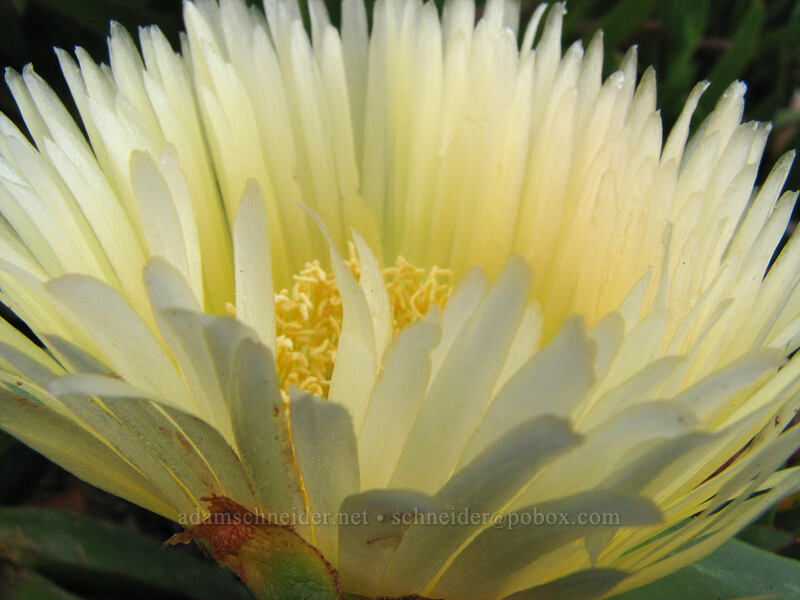 ice plant (Carpobrotus edulis) [West Cliff Drive, Santa Cruz, Santa Cruz County, California]