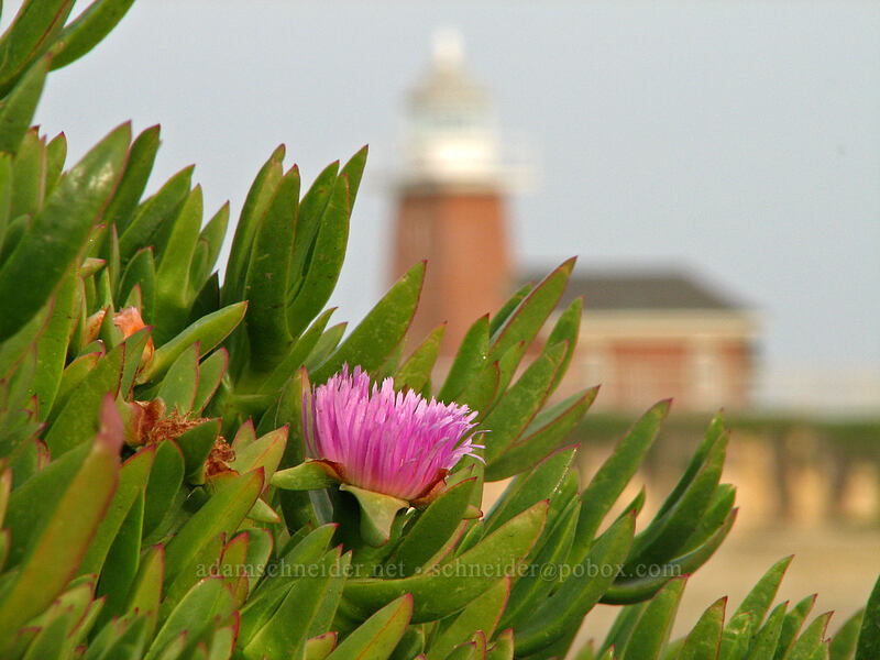 ice plant (Carpobrotus edulis) [West Cliff Drive, Santa Cruz, Santa Cruz County, California]
