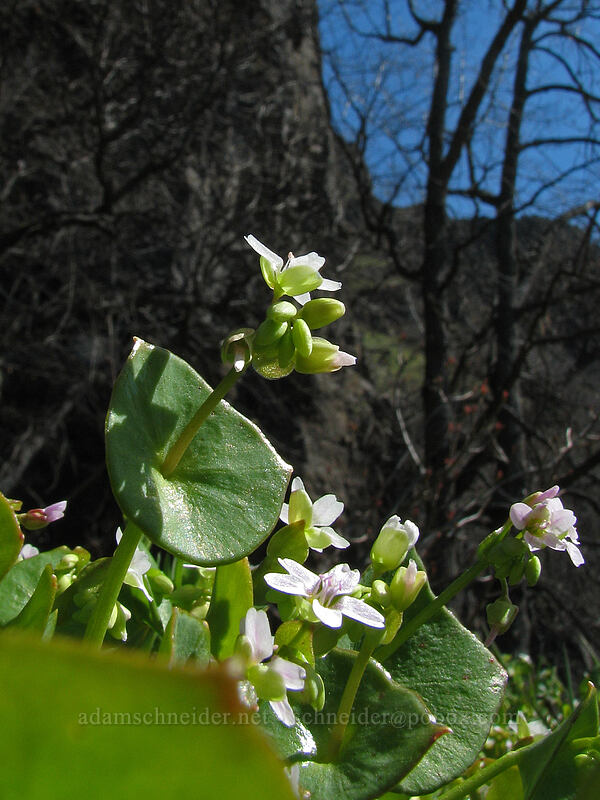 miner's lettuce (Claytonia perfoliata (Montia perfoliata)) [Cherry Orchard Trailhead, Lyle, Klickitat County, Washington]