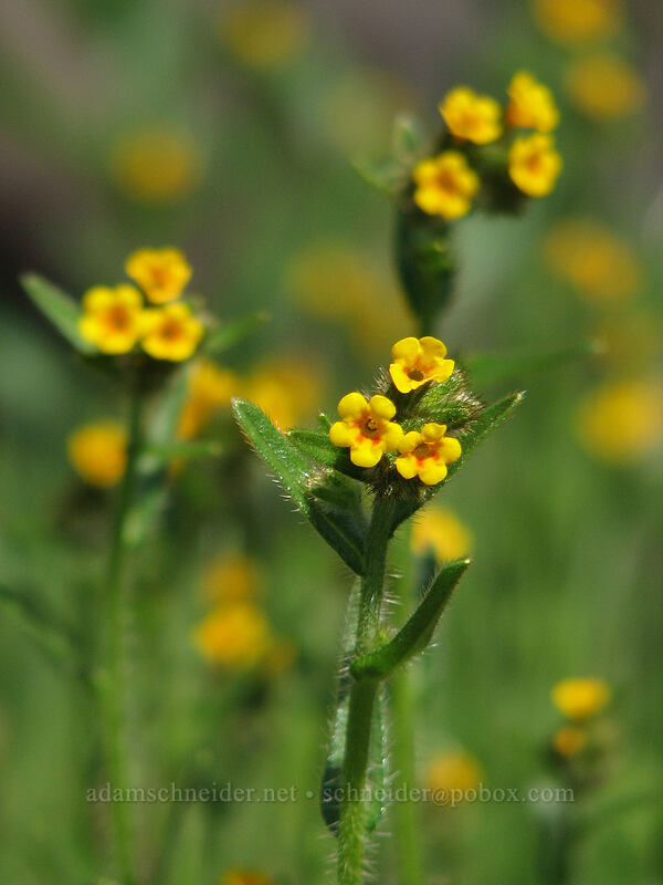 fiddleneck (Amsinckia menziesii) [Cherry Orchard Trailhead, Lyle, Klickitat County, Washington]