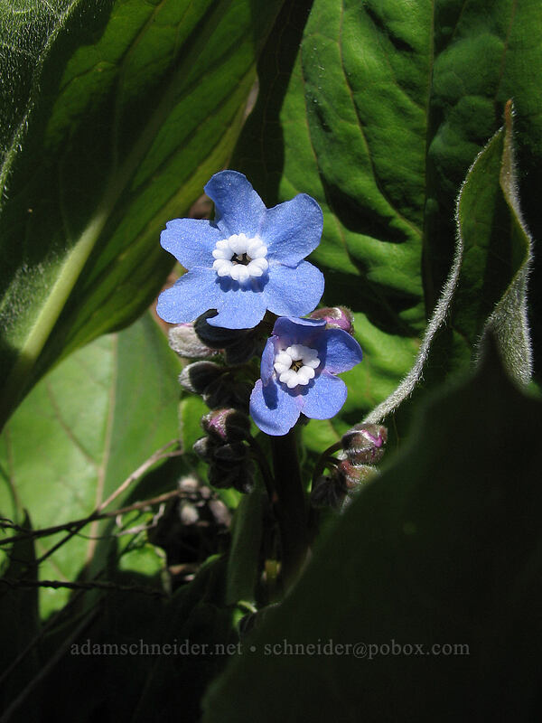 great hound's tongue (Adelinia grandis (Cynoglossum grande)) [Cherry Orchard Trail, Lyle, Klickitat County, Washington]