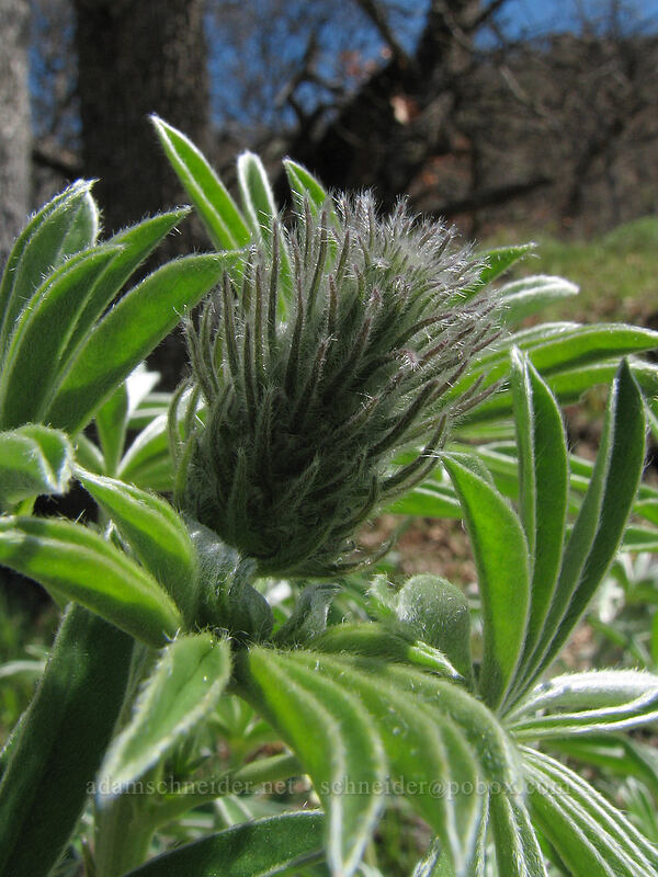 lupine buds (Lupinus sp.) [Cherry Orchard Trail, Lyle, Klickitat County, Washington]