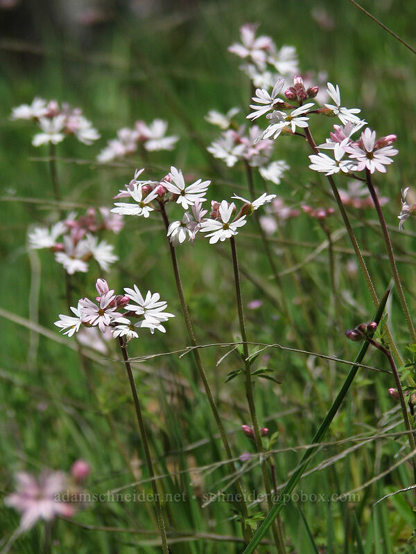 prairie stars (Lithophragma parviflorum) [Cherry Orchard Trail, Lyle, Klickitat County, Washington]