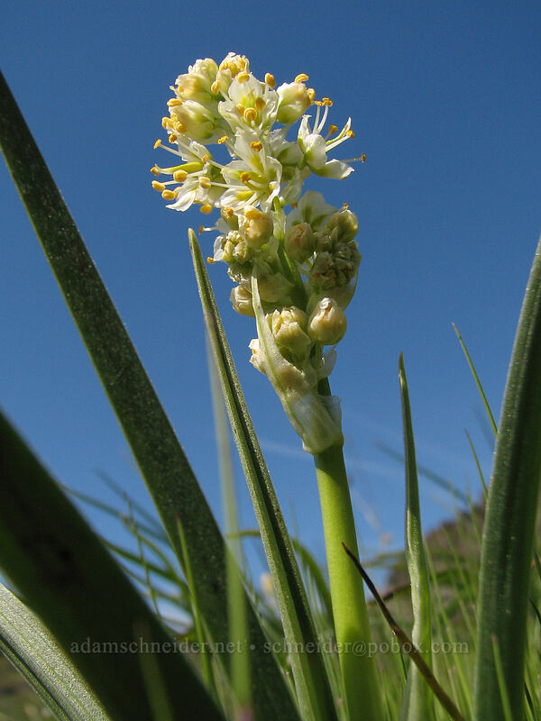 death-camas (Toxicoscordion sp. (Zigadenus sp.)) [Cherry Orchard Trail, Lyle, Klickitat County, Washington]