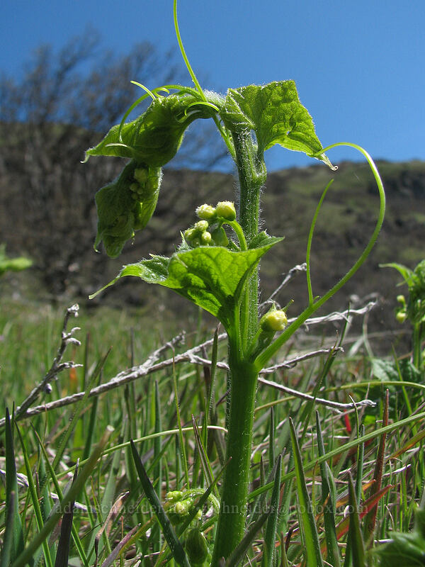 coastal manroot (Marah oregana (Marah oreganus)) [Cherry Orchard Trail, Lyle, Klickitat County, Washington]