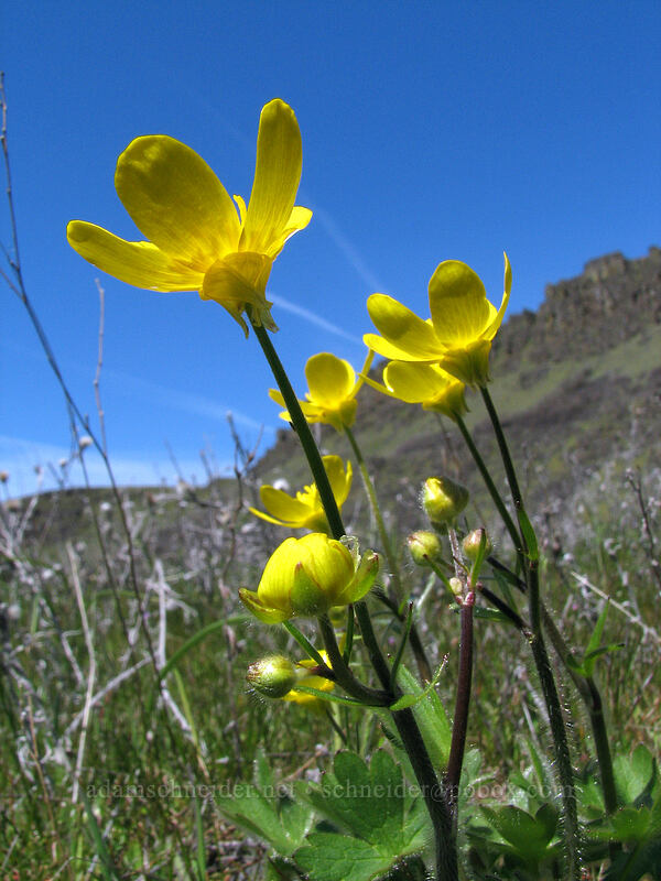 western buttercups (Ranunculus occidentalis) [Cherry Orchard Trail, Lyle, Klickitat County, Washington]