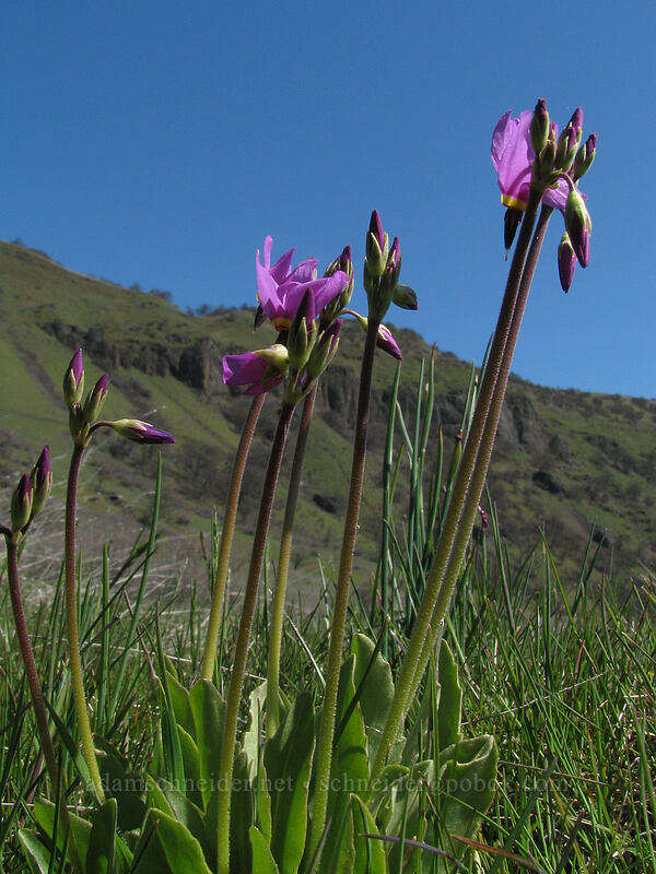 poet's shooting stars (Dodecatheon poeticum (Primula poetica)) [Cherry Orchard Trail, Lyle, Klickitat County, Washington]