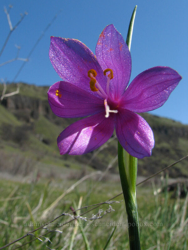 grass widow (Olsynium douglasii) [Cherry Orchard Trail, Lyle, Klickitat County, Washington]