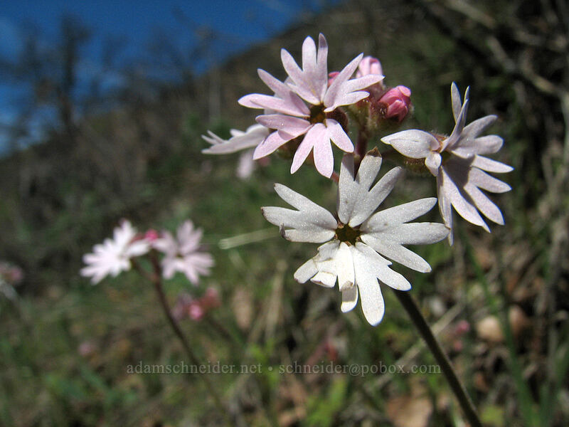 prairie stars (Lithophragma parviflorum) [Cherry Orchard Trail, Lyle, Klickitat County, Washington]