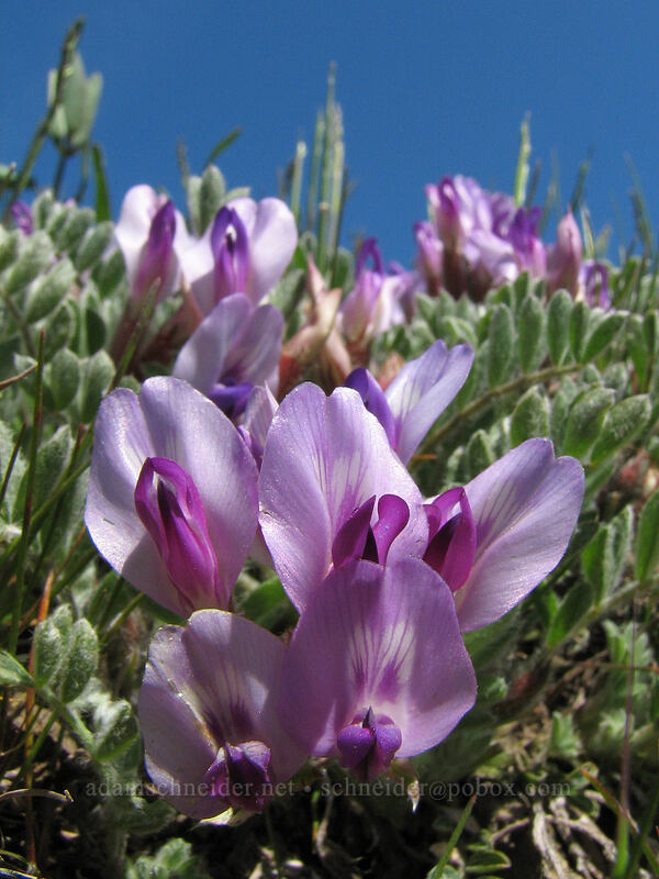 woolly-pod milk-vetch (Astragalus purshii) [Cherry Orchard Trail, Lyle, Klickitat County, Washington]