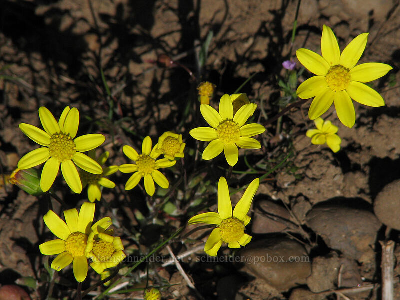 gold stars (Crocidium multicaule) [Cherry Orchard Trail, Lyle, Klickitat County, Washington]