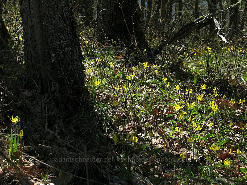 glacier lilies (Erythronium grandiflorum) [Cherry Orchard Trail, Lyle, Klickitat County, Washington]