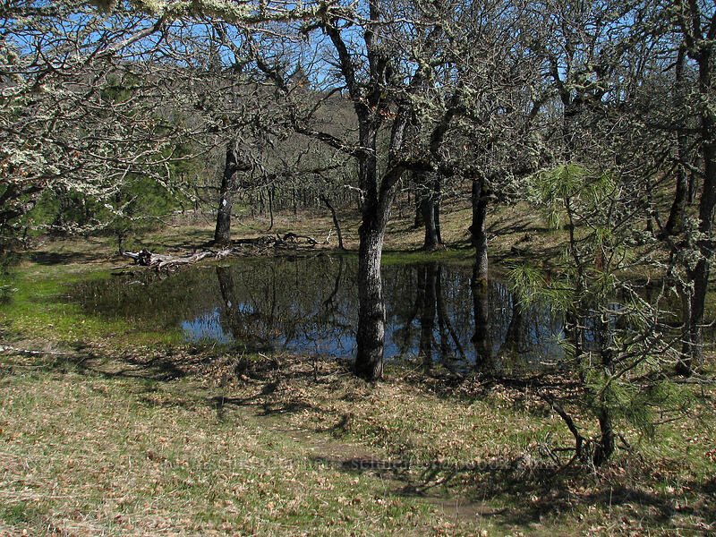 pond in the woods [Cherry Orchard Trail, Lyle, Klickitat County, Washington]