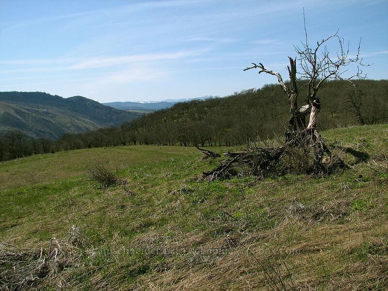 old cherry tree #1 (Prunus sp.) [Lyle Cherry Orchard, Lyle, Klickitat County, Washington]