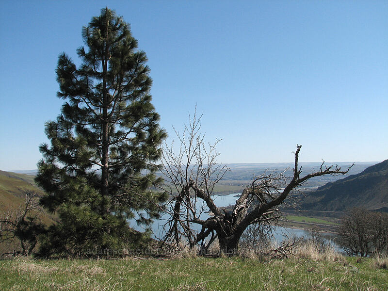 old cherry tree #3 (Prunus sp.) [Lyle Cherry Orchard, Lyle, Klickitat County, Washington]