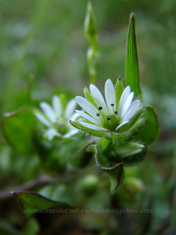 common chickweed (Stellaria media) [Cherry Orchard Trail, Lyle, Klickitat County, Washington]