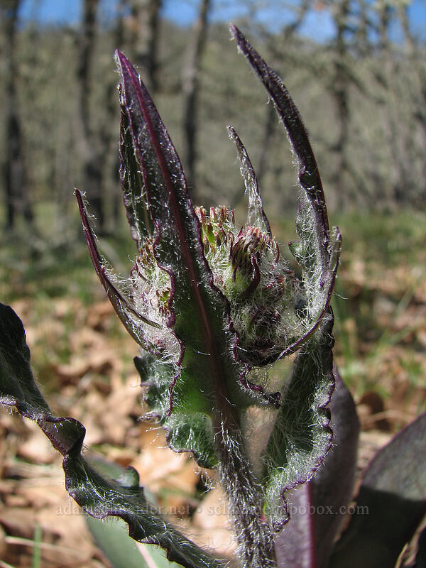 unknown flower with hairy, reddish leaves [Cherry Orchard Trail, Lyle, Klickitat County, Washington]
