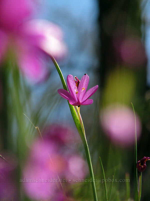 grass widows (Olsynium douglasii) [Cherry Orchard Trail, Lyle, Klickitat County, Washington]