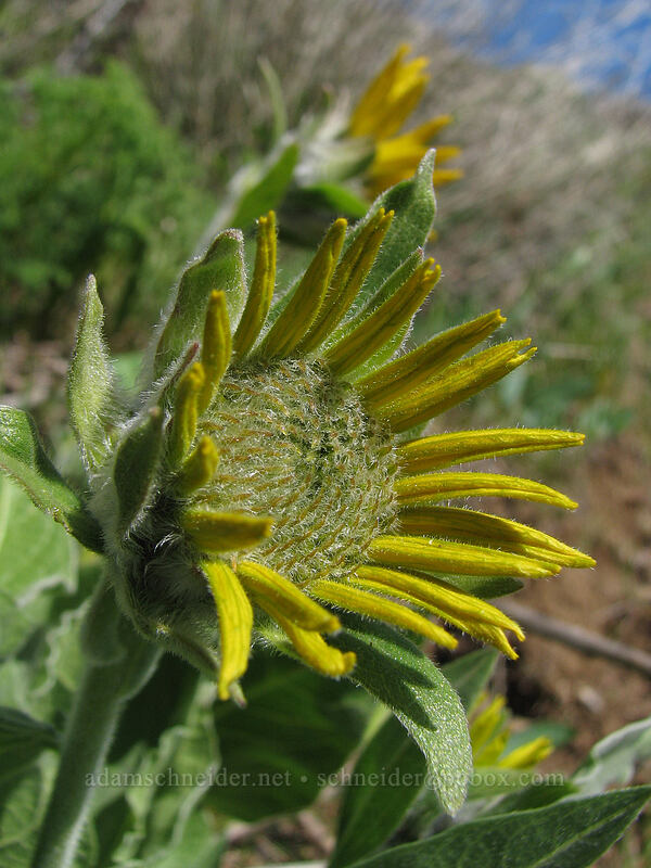 balsamroot (Balsamorhiza sp.) [Cherry Orchard Trail, Lyle, Klickitat County, Washington]