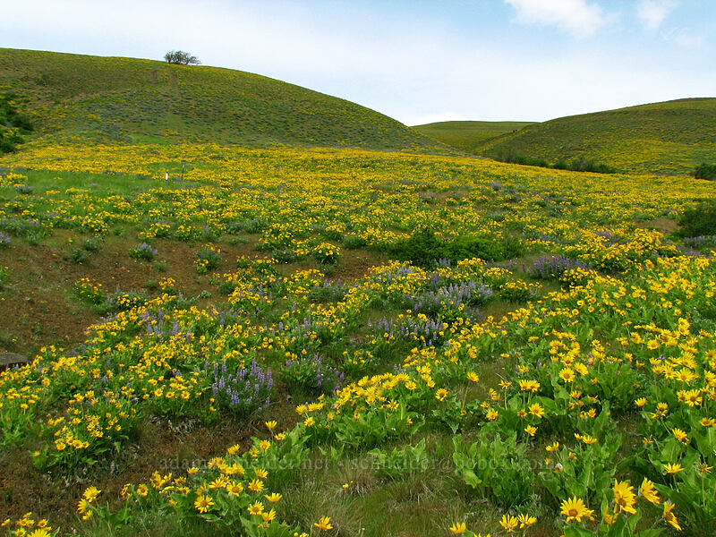 balsamroot & lupines (Balsamorhiza sp., Lupinus sp.) [Columbia Hills Natural Area Preserve, Klickitat County, Washington]