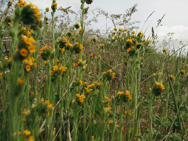 fiddleneck (Amsinckia sp.) [Columbia Hills Natural Area Preserve, Klickitat County, Washington]
