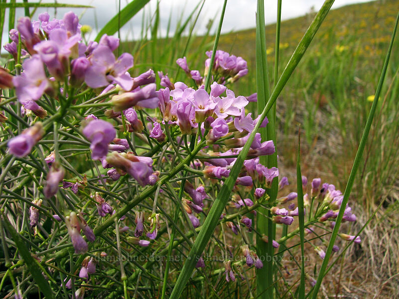 dagger pod (Phoenicaulis cheiranthoides) [Columbia Hills Natural Area Preserve, Klickitat County, Washington]
