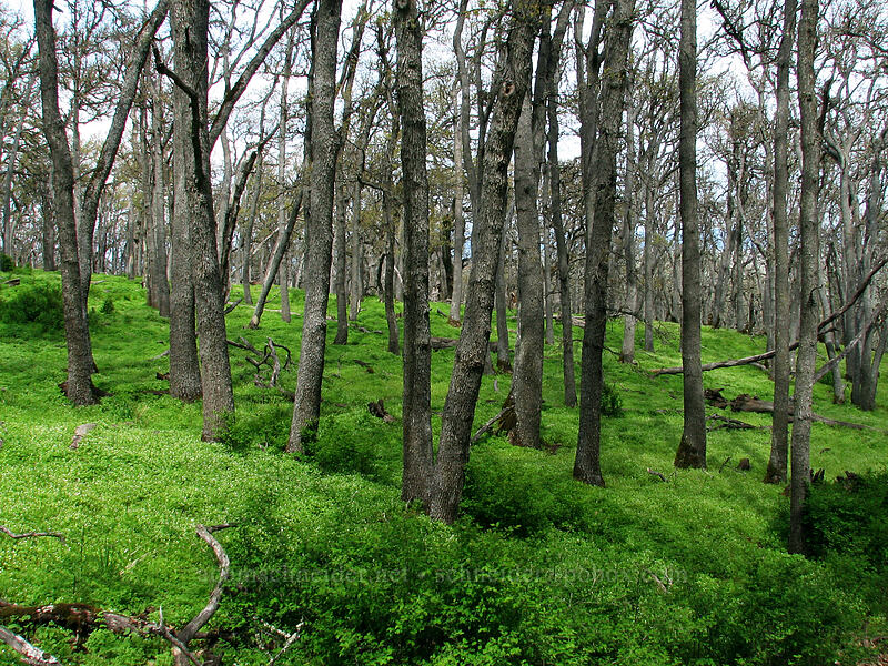 oak trees [Oak Spring, Columbia Hills, Klickitat County, Washington]