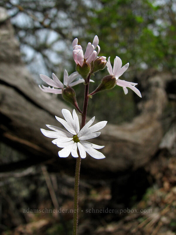 prairie star (Lithophragma parviflorum) [Oak Spring, Columbia Hills, Klickitat County, Washington]