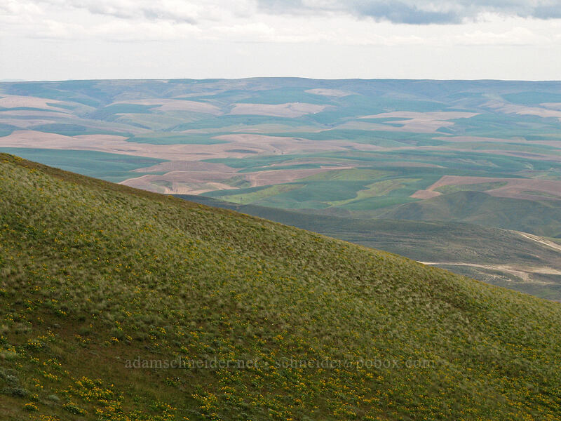 hills east of The Dalles [Columbia Hills Natural Area Preserve, Klickitat County, Washington]