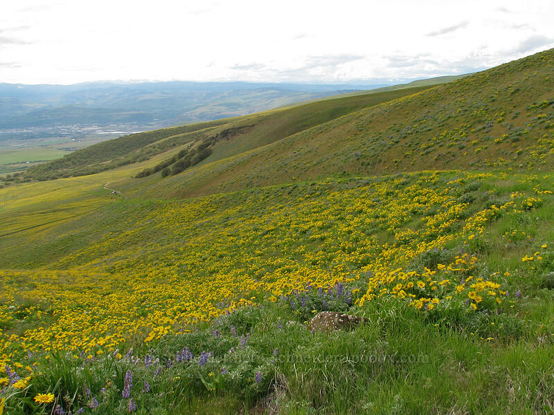 balsamroot & lupines (Balsamorhiza sp., Lupinus sp.) [Columbia Hills Natural Area Preserve, Klickitat County, Washington]