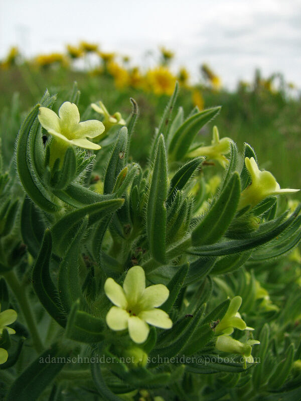 Columbia puccoon (Lithospermum ruderale) [Columbia Hills Natural Area Preserve, Klickitat County, Washington]