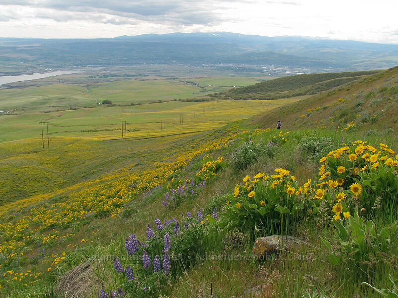 balsamroot & lupines (Balsamorhiza sp., Lupinus sp.) [Columbia Hills Natural Area Preserve, Klickitat County, Washington]