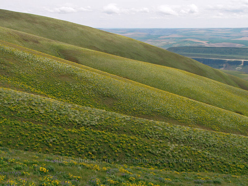 Columbia Hills [Columbia Hills Natural Area Preserve, Klickitat County, Washington]