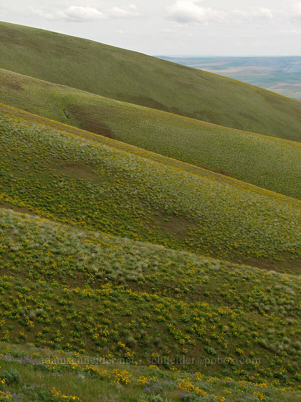 Columbia Hills [Columbia Hills Natural Area Preserve, Klickitat County, Washington]