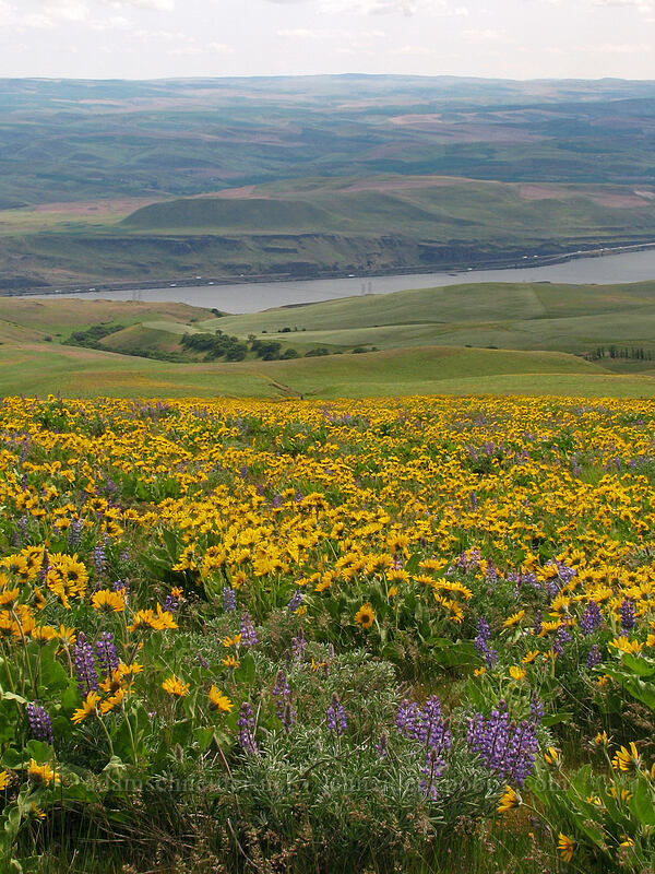 balsamroot, lupines, & the Columbia River (Balsamorhiza sp., Lupinus sp.) [Columbia Hills Natural Area Preserve, Klickitat County, Washington]